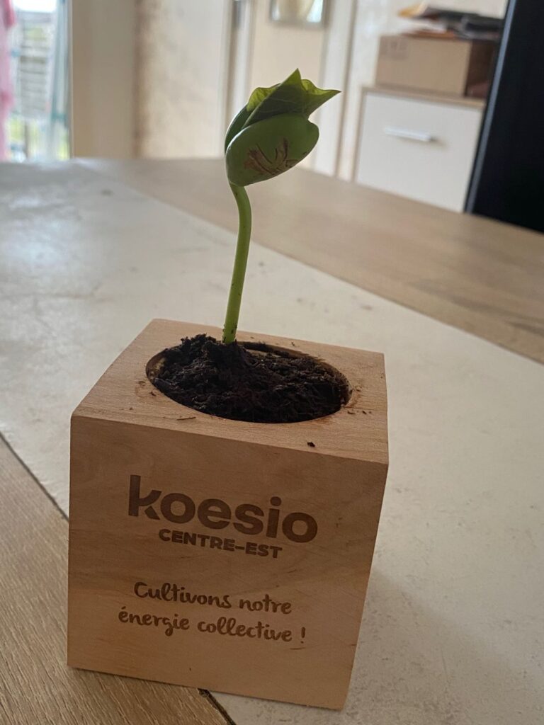 plante koesio